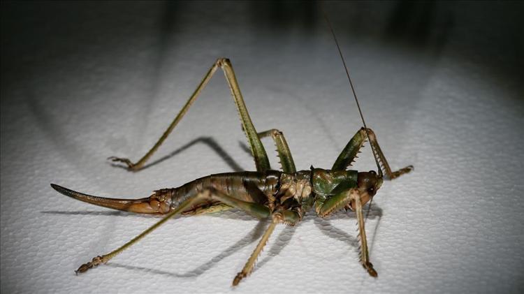 Arı, sinek ve böcekleri kovuyor Her odaya bir tane koyun: Zahmetsiz ve maliyetsiz böcek ilacı