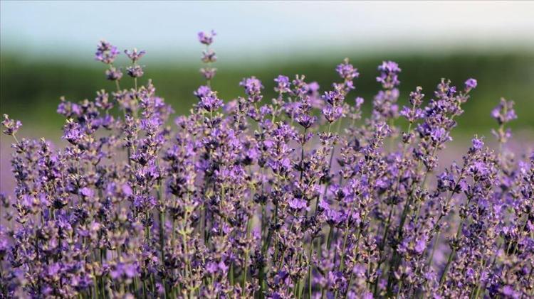 DOĞAL BÖCEK KOVUCU BİTKİLERLE TANIŞIN