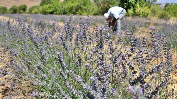 Arı, sinek ve böcekleri kovuyor Her odaya bir tane koyun: Zahmetsiz ve maliyetsiz böcek ilacı