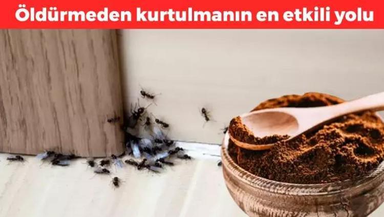 Evdeki karıncaları uzaklaştırıyor Öldürmeden kurtulmanın en etkili yolu: Bir kere uygulayınca bir daha çıkmıyor, yuva yapmalarını engelliyor