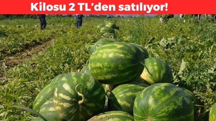 Fiyatı sakızdan daha ucuz Samsunda hasadı başladı: Doğal damar genişletici, kan akışını hızlandırıyor