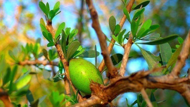 ARGAN YAĞI