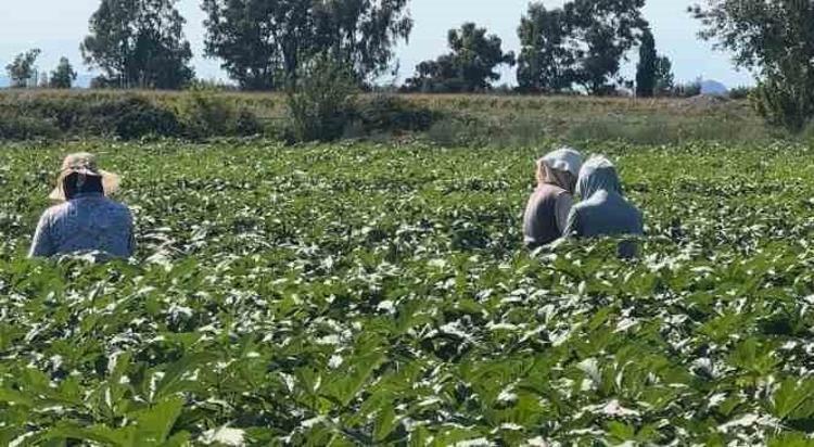 ANTİOKSİDAN GÜCÜYLE DAMARLARI KORUR