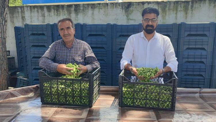 DAMAR DOSTU, LİF ZENGİNİ BİR MUCİZE: BAMYA