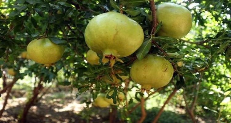 Sirkeden 10 kat daha güçlü Bağırsakları çamaşır suyu gibi temizliyor, tıkalı damarları saniyesinde açıyor