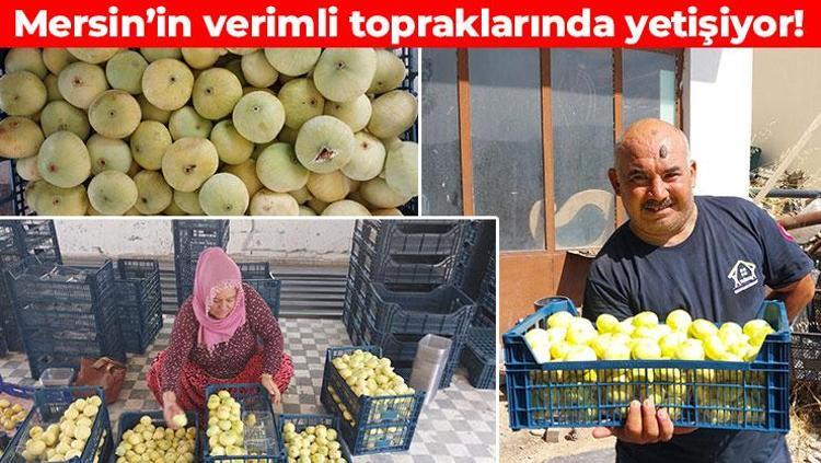 Mersinde hasat ediliyor Resmen altın yılını yaşıyor: Kilosu 150 TLden satılıyor, Ukrayna ve Dubaiye gönderiliyor