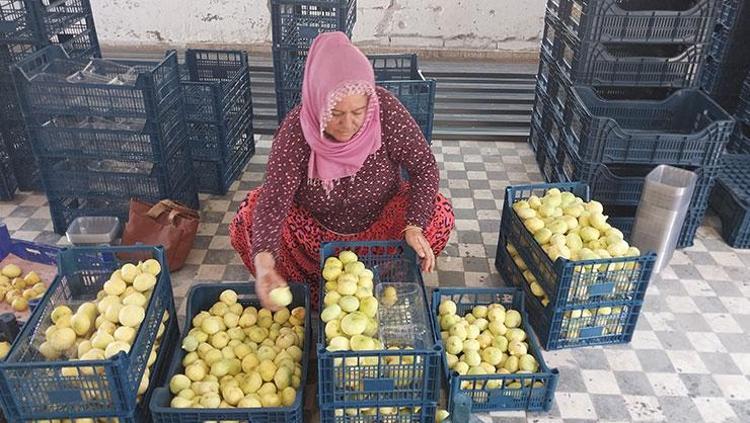 Mersinde hasat ediliyor Resmen altın yılını yaşıyor: Kilosu 150 TLden satılıyor, Ukrayna ve Dubaiye gönderiliyor