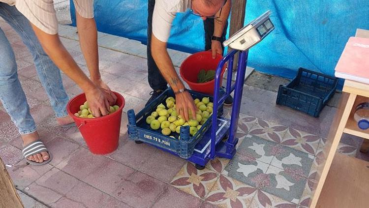 Mersinde hasat ediliyor Resmen altın yılını yaşıyor: Kilosu 150 TLden satılıyor, Ukrayna ve Dubaiye gönderiliyor