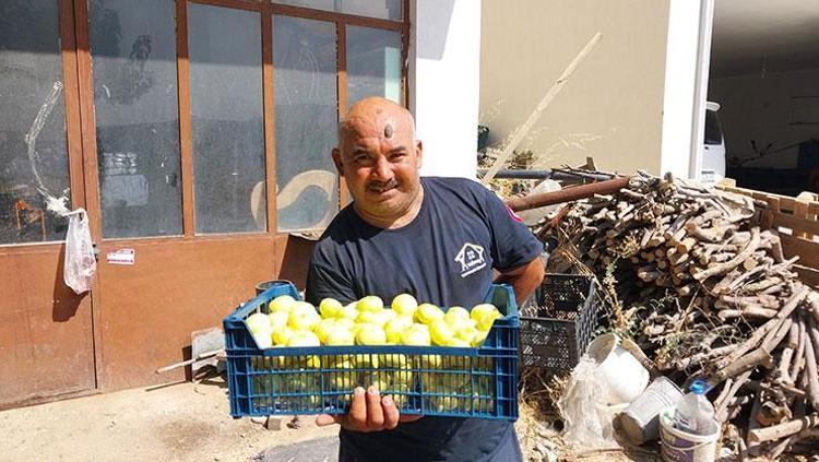 Mersinde hasat ediliyor Resmen altın yılını yaşıyor: Kilosu 150 TLden satılıyor, Ukrayna ve Dubaiye gönderiliyor