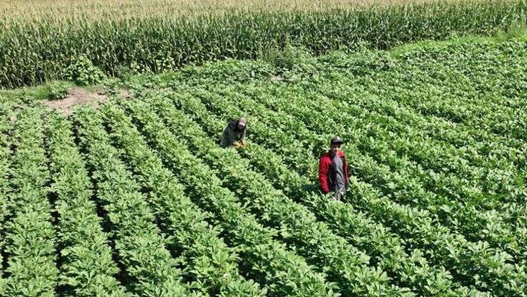 Tadını kimse beğenmiyor ama dünyanın en sağlıklı sebzesi Doğru pişirilirse tadıyla damak çatlatıyor