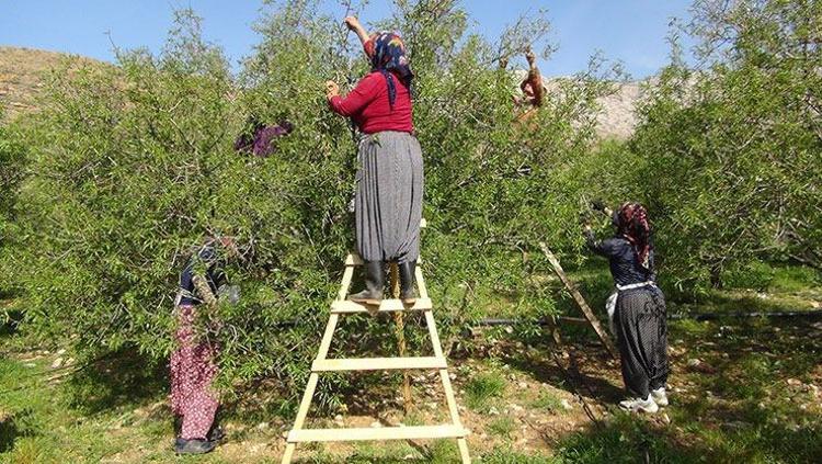 Yılda sadece 20 gün ortaya çıkıyor Tam bir şifa deposu: Kan şekerini terazi gibi dengeliyor, safra taşı oluşumunu engelliyor