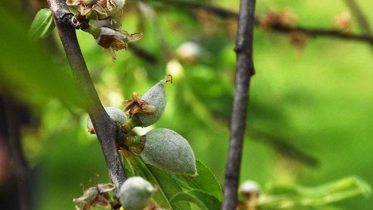 Yılda sadece 20 gün ortaya çıkıyor Tam bir şifa deposu: Kan şekerini terazi gibi dengeliyor, safra taşı oluşumunu engelliyor