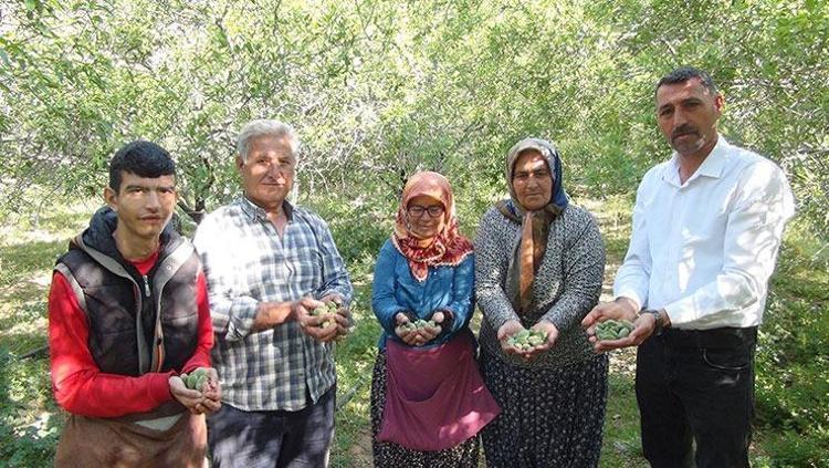 Yılda sadece 20 gün ortaya çıkıyor Tam bir şifa deposu: Kan şekerini terazi gibi dengeliyor, safra taşı oluşumunu engelliyor