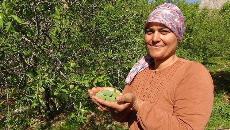 Yılda sadece 20 gün ortaya çıkıyor Tam bir şifa deposu: Kan şekerini terazi gibi dengeliyor, safra taşı oluşumunu engelliyor