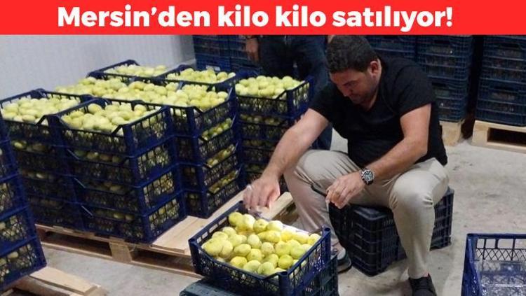 Mutta hasadı başladı, kilosu 180 TL Tek tek elle toplanıyor: Kabızlığın doğal çaresi, demir, fosfor ve magnezyum hazinesi