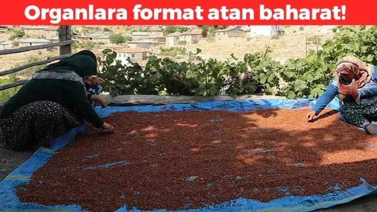 Kan şekerini sıfırlıyor Ilık suyun içine ekleyip için: Damarları çamaşır suyu gibi temizliyor, böbrekleri diyalizin pençesinden kurtarıyor