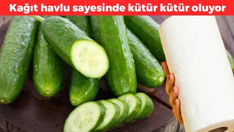 Saatler içerisinde kütür kütür yapıyor Salatalıkların yumuşayıp çürümesini engelliyor: Sadece kağıt havlu kullanmak yeterli