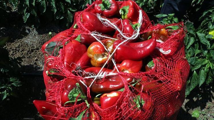 Sinir ağrılarını hafifletiyor Kahvaltıda 1 tane tüketin: Acısı kısa sürüyor ama etkisi uzun vadeli