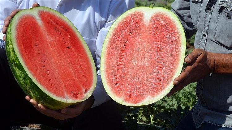 Temmuz ayında fiyatı dibi gördü Vücuttaki su ihtiyacını anında karşılıyor, pazar tezgahında görenler mutlaka alıyor