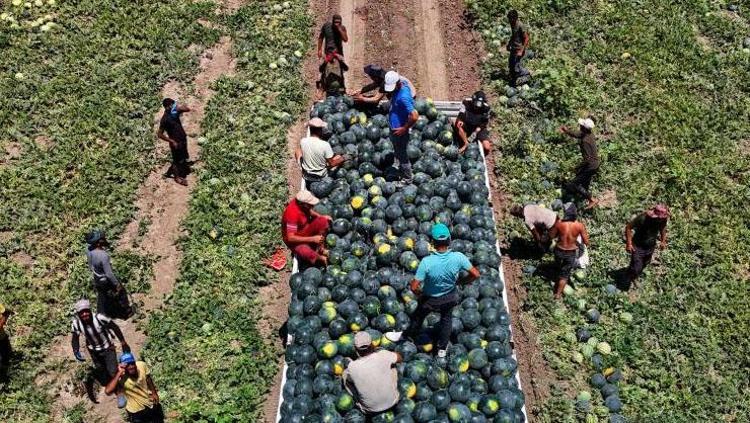 Temmuz ayında fiyatı dibi gördü Vücuttaki su ihtiyacını anında karşılıyor, pazar tezgahında görenler mutlaka alıyor