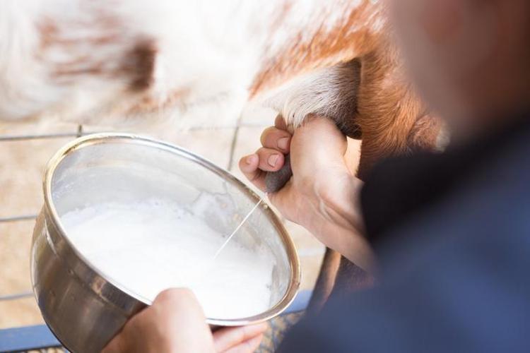 İnek sütünden 10 kat daha faydalı Yerine bardak bardak için: Kemikleri betona çevirip vücudu D vitaminine ve potasyuma boğuyor Kas ağrılarını geçiriyor