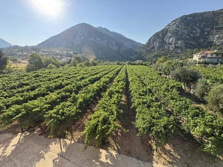 Antalya lezzetinde erkenci hasat vakti Kilosu 60 TL: Tıkalı damarları yağ çözücü gibi açıp bağırsakları harıl harıl çalıştırıyor Doğanın demir kralı