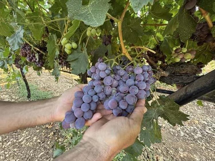 Antalya lezzetinde erkenci hasat vakti Kilosu 60 TL: Tıkalı damarları yağ çözücü gibi açıp bağırsakları harıl harıl çalıştırıyor Doğanın demir kralı