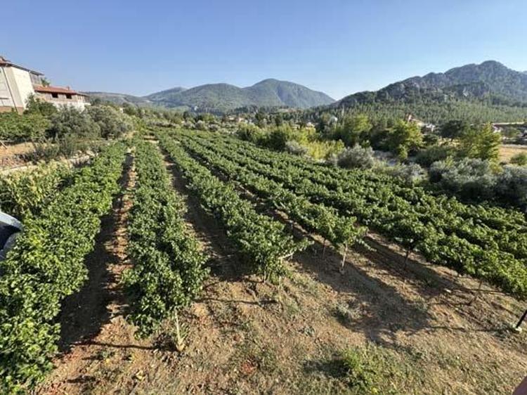 Antalya lezzetinde erkenci hasat vakti Kilosu 60 TL: Tıkalı damarları yağ çözücü gibi açıp bağırsakları harıl harıl çalıştırıyor Doğanın demir kralı
