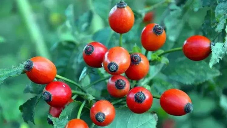 BAĞIŞIKLIK SİSTEMİNİ GÜÇLENDİREN MUCİZE BESİN: KUŞBURNU