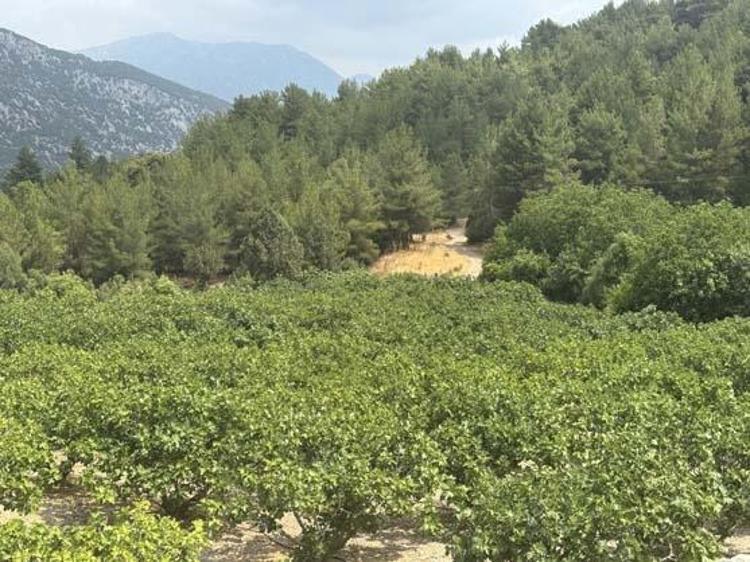 200 ADET İNCİR AĞACINDAN 8 TON İNCİR TOPLANMASI BEKLENİYOR