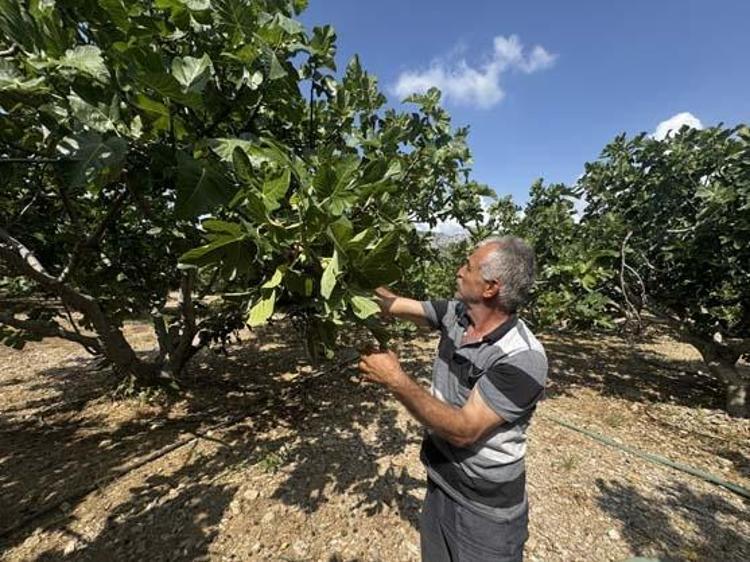 SİNDİRİM SİSTEMİNİN DOSTUDUR