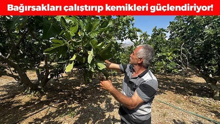 Kavurucu sıcakta hasat için gün sayılıyor Demir ve kalsiyum depolarını fulleyip bağırsakları motor gibi çalıştırıyor Beton gibi kemiklerin sırrı