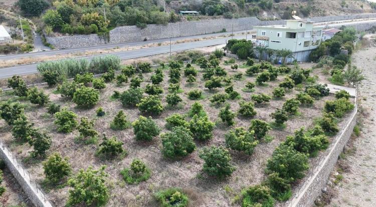Antalyada hasadı başladı Tanesi 45 TL: Kolesterolün kökünü kurutup tıkalı damarları yağ çözücü gibi açıyor Magnezyum ve potasyum zengini