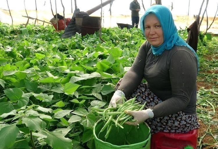 KALP SAĞLIĞINI DESTEKLER, KOLESTEROLÜ DENGELER