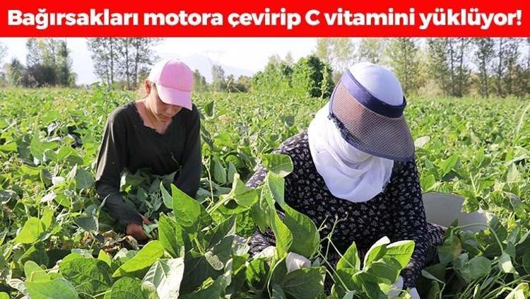 Tarlada 30 TL ama markette 70e çıkıyor Bağırsakları motor gibi çalıştırıp C vitamini yüklüyor En güçlü antioksidan, kemikleri betona çeviriyor