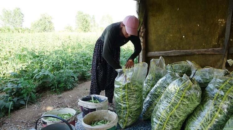 Tarlada 30 TL ama markette 70e çıkıyor Bağırsakları motor gibi çalıştırıp C vitamini yüklüyor En güçlü antioksidan, kemikleri betona çeviriyor