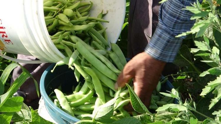 Tarlada 30 TL ama markette 70e çıkıyor Bağırsakları motor gibi çalıştırıp C vitamini yüklüyor En güçlü antioksidan, kemikleri betona çeviriyor
