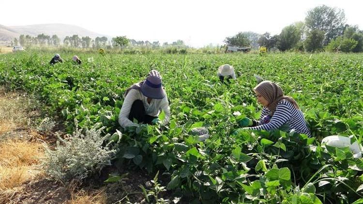 Tarlada 30 TL ama markette 70e çıkıyor Bağırsakları motor gibi çalıştırıp C vitamini yüklüyor En güçlü antioksidan, kemikleri betona çeviriyor