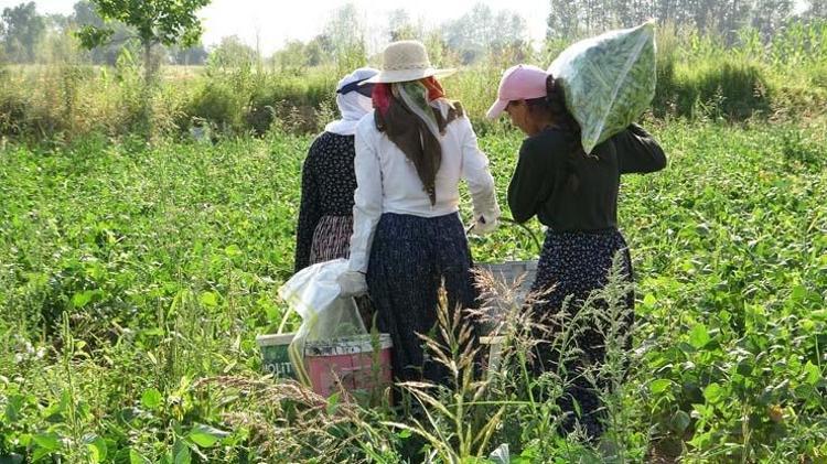 Tarlada 30 TL ama markette 70e çıkıyor Bağırsakları motor gibi çalıştırıp C vitamini yüklüyor En güçlü antioksidan, kemikleri betona çeviriyor