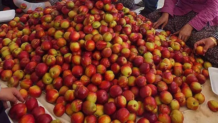 YÜKSEK C VİTAMİNİ İÇERİĞİ