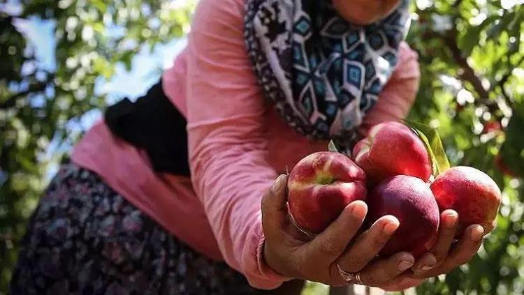 Damarlara stent etkisi veriyor Kalbin meyvesi olarak da biliniyor: Damarları hortum gibi açıyor, plakları silip süpürüyor