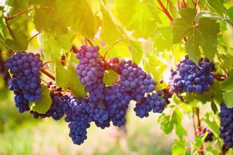Yazın en sevilen meyvesi: Beyaz, siyah, kırmızı ve mor rengiyle antioksidan, vitamin ve mineral deposu 100 gramı yaklaşık 70-80 kalori