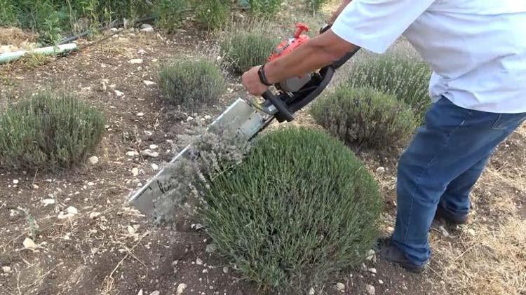 Kütahyada hasadı başladı Egzama, kuruluk ve pul pul dökülmenin kökünü kazıyor, cildi ışıl ışıl parlatıyor