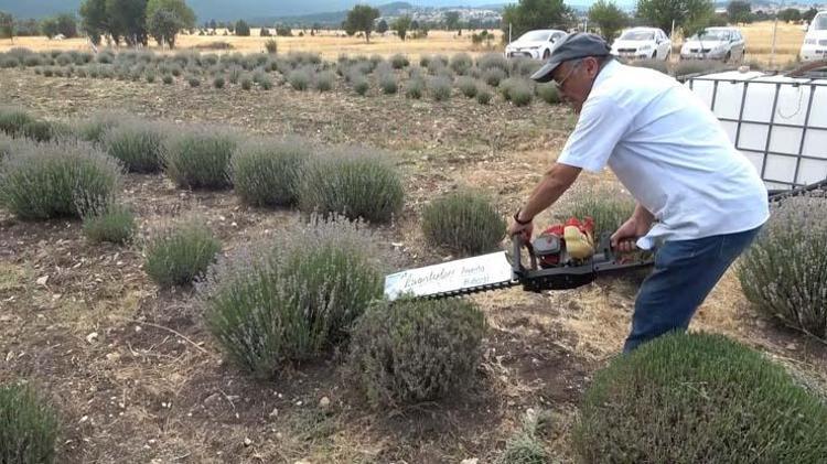 LAVANTA SABUNUNUN FAYDALARI NELERDİR