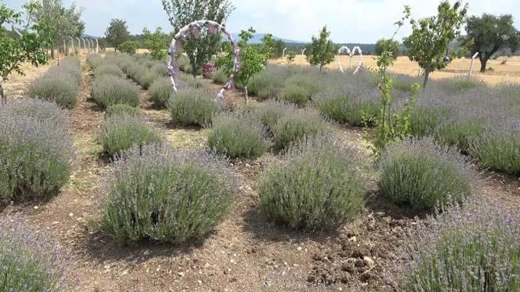 Kütahyada hasadı başladı Egzama, kuruluk ve pul pul dökülmenin kökünü kazıyor, cildi ışıl ışıl parlatıyor