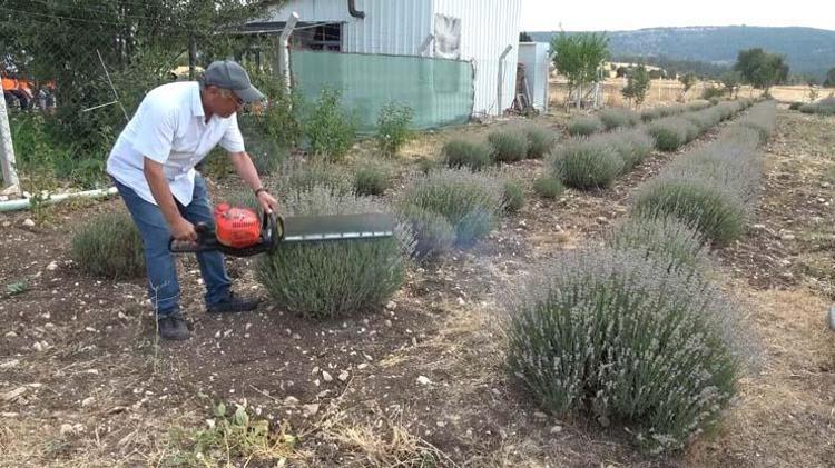 Kütahyada hasadı başladı Egzama, kuruluk ve pul pul dökülmenin kökünü kazıyor, cildi ışıl ışıl parlatıyor