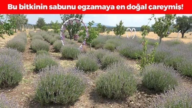 Kütahyada hasadı başladı Egzama, kuruluk ve pul pul dökülmenin kökünü kazıyor, cildi ışıl ışıl parlatıyor