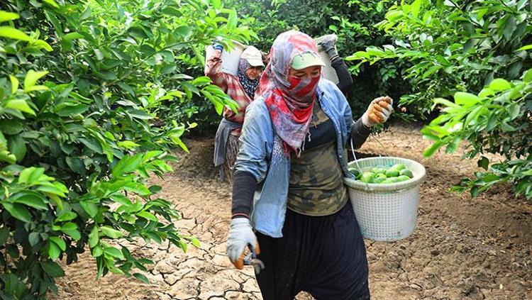 Adanada hasadı başladı Fiyatların düşmesini sağlayacak: Pazar tezgahında görür görmez kilo kilo alın