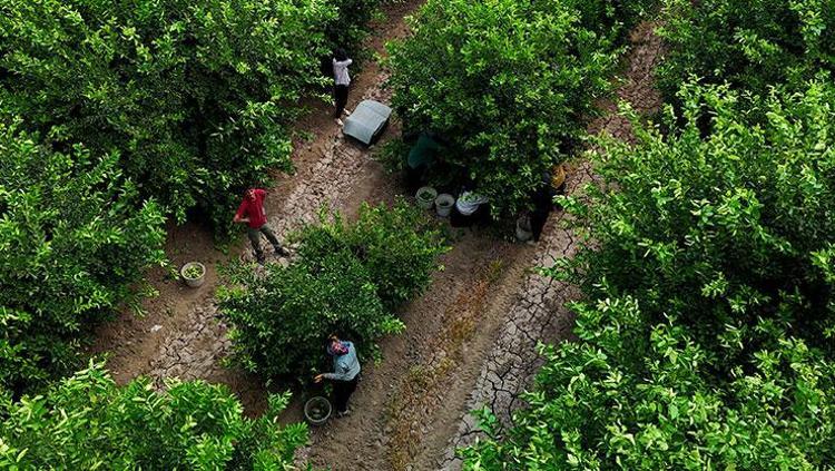 Adanada hasadı başladı Fiyatların düşmesini sağlayacak: Pazar tezgahında görür görmez kilo kilo alın