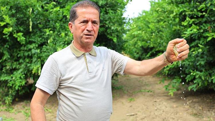 Adanada hasadı başladı Fiyatların düşmesini sağlayacak: Pazar tezgahında görür görmez kilo kilo alın